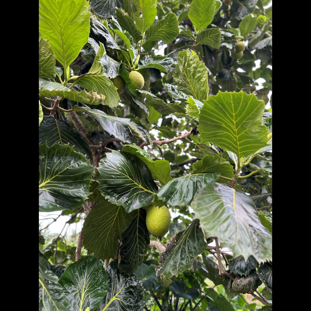 2025.7.7 【Hawaii NEWS】Vo.130