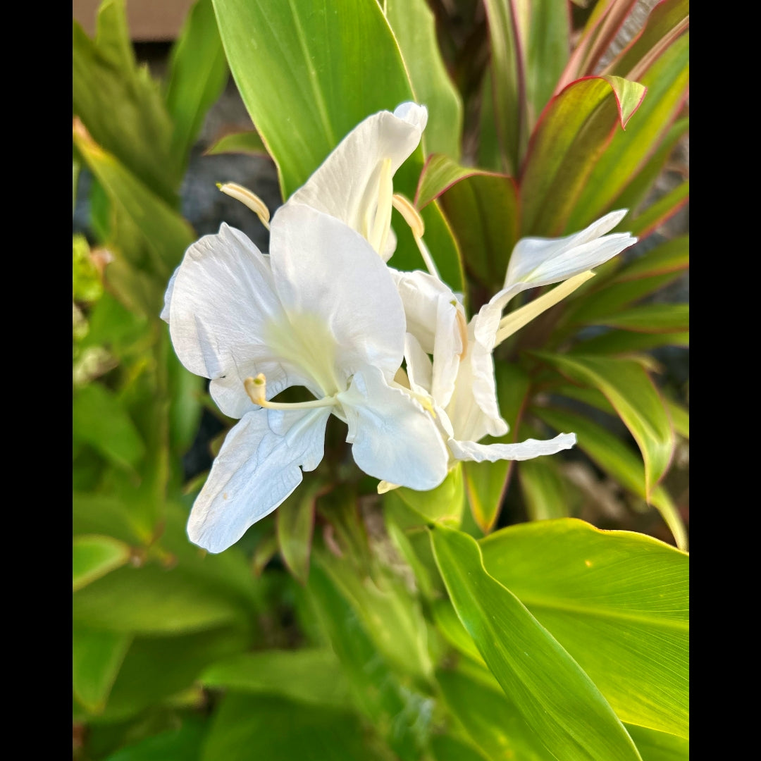 2025.8.6 【Hawaii NEWS】Vo.132