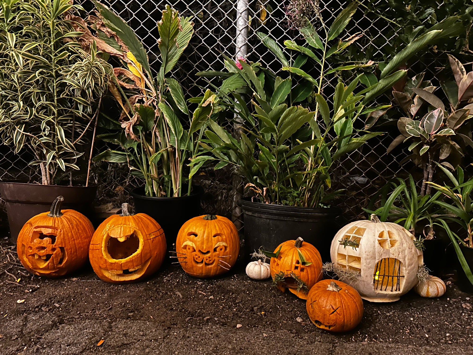 【Hawaii NEWS】Vo,144