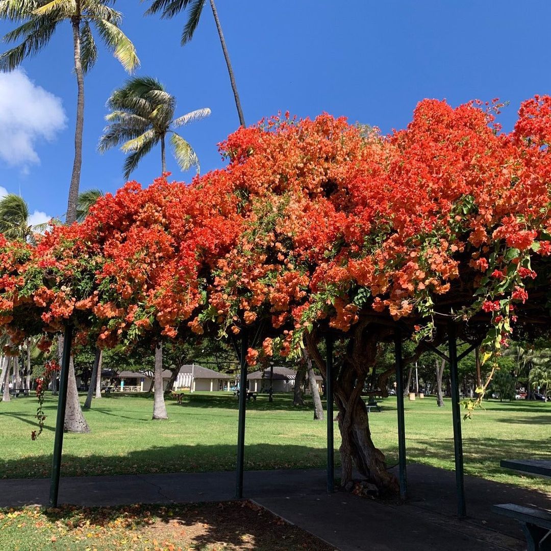 2021.01.18 【Hawaii NEWS】Vol.1
