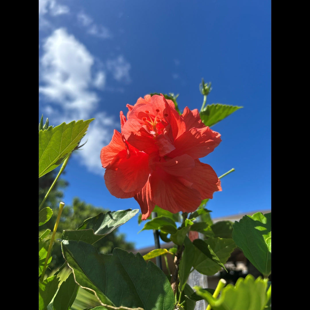2025.6.18 【Hawaii NEWS】Vo.128
