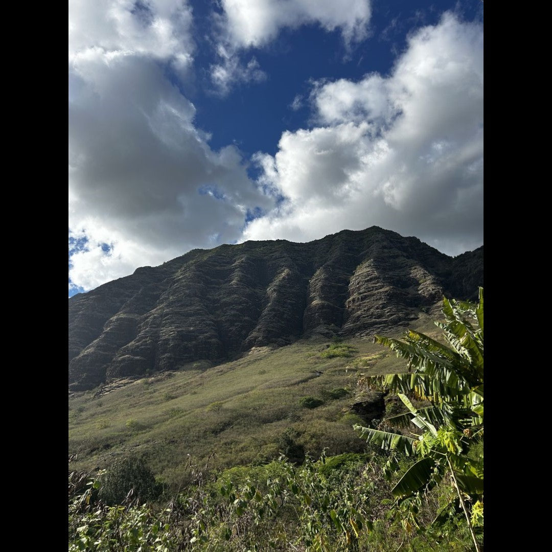 2024.12.05 【Hawaii NEWS】Vo.108